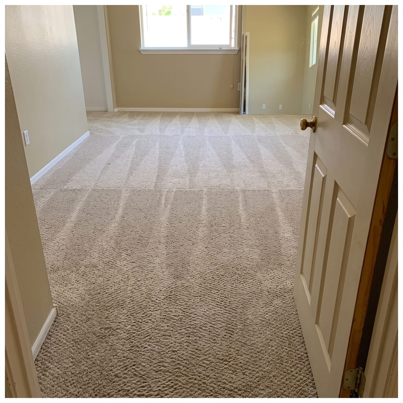Professionally steam cleaned carpet